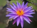 TheÃÂ lotus flower Royalty Free Stock Photo